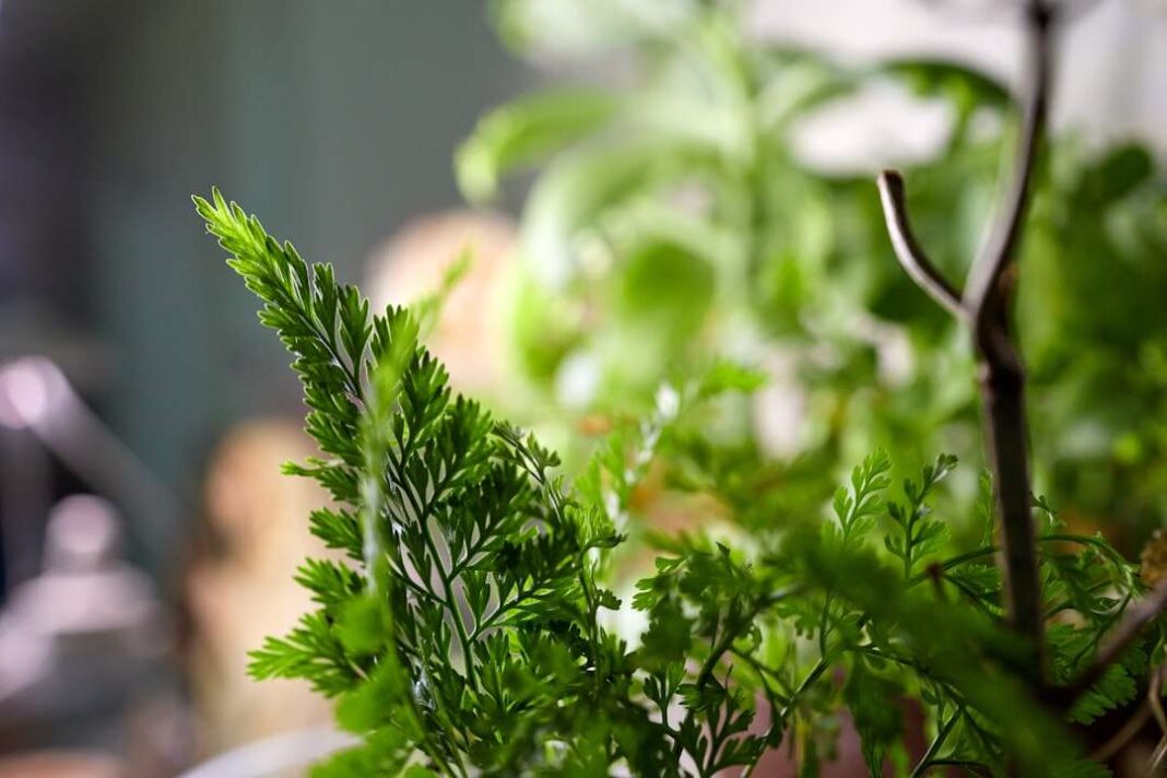 health threetrees com vn